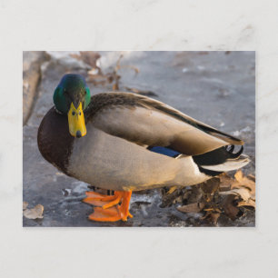 Mallard auf Eis Postkarte