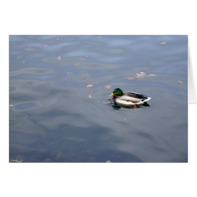 Mallard Blur-Karte (Vorderseite (Horizontal))