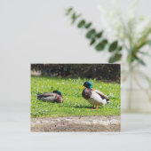 Mallard Couple Postkarte (Stehend Vorderseite)