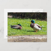 Mallard Couple Postkarte (Vorne/Hinten)