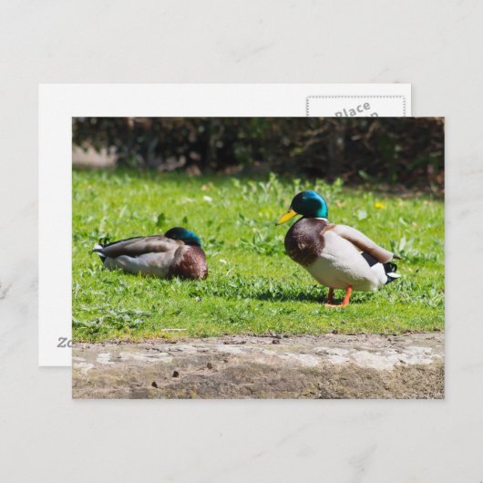 Mallard Couple Postkarte (Vorne/Hinten)