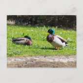 Mallard Couple Postkarte (Vorderseite)