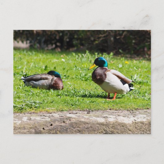 Mallard Couple Postkarte (Vorderseite)