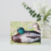Mallard Couple Postkarte (Stehend Vorderseite)