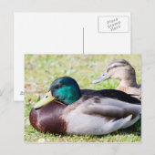Mallard Couple Postkarte (Vorne/Hinten)