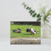 Mallard Couple Postkarte (Stehend Vorderseite)
