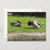 Mallard Couple Postkarte (Vorne/Hinten)
