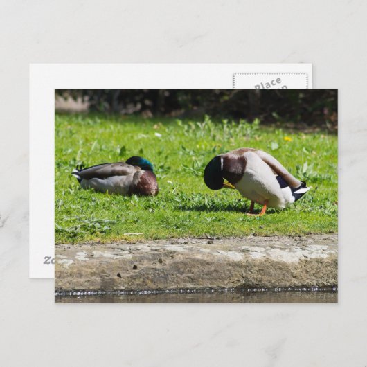 Mallard Couple Postkarte (Vorne/Hinten)