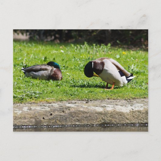 Mallard Couple Postkarte (Vorderseite)