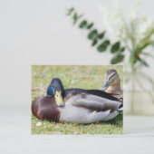Mallard Couple Postkarte (Stehend Vorderseite)