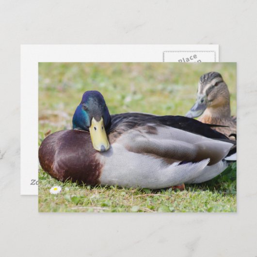 Mallard Couple Postkarte (Vorne/Hinten)
