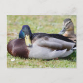 Mallard Couple Postkarte (Vorderseite)