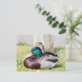 Mallard Couple Postkarte (Stehend Vorderseite)