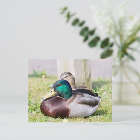 Mallard Couple Postkarte (Stehend Vorderseite)