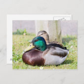 Mallard Couple Postkarte (Vorne/Hinten)