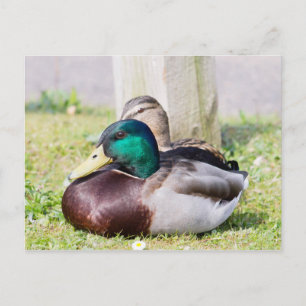 Mallard Couple Postkarte