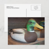 Mallard Decoy Postkarte (Vorne/Hinten)