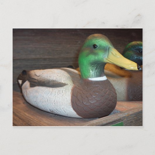 Mallard Decoy Postkarte (Vorderseite)