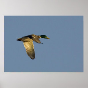 Mallard, der auf einem Himmelsposter fliegt Poster