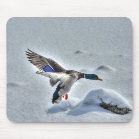 Mallard Drake Birdlover Wildlife Foto Mousepad (Vorne)