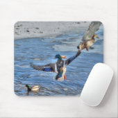 Mallard Drake & Duck Birdlover Wildlife Foto Mousepad (Mit Mouse)