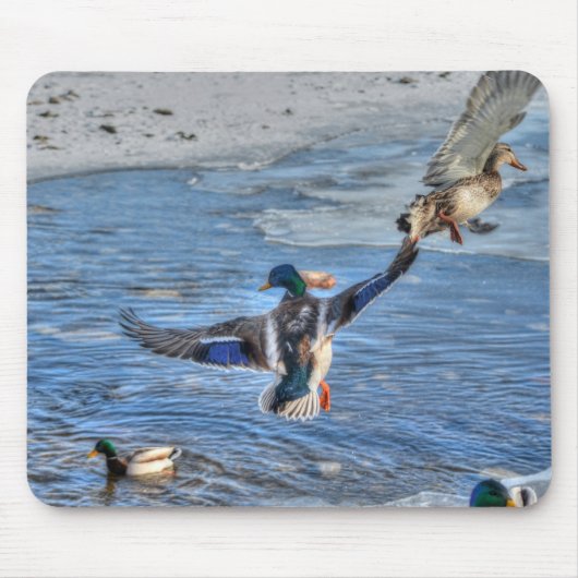 Mallard Drake & Duck Birdlover Wildlife Foto Mousepad (Vorne)