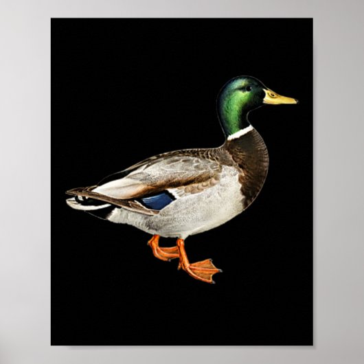 Mallard Drake Duck Pocket Logo Mallard Ducks Hunti Poster (Vorne)