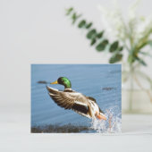 Mallard Drake Duck Postkarte (Stehend Vorderseite)
