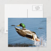 Mallard Drake Duck Postkarte (Vorne/Hinten)