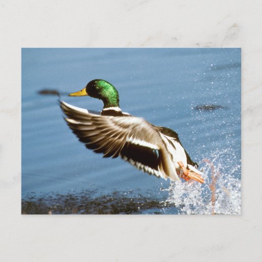 Mallard Drake Duck Postkarte (Vorderseite)