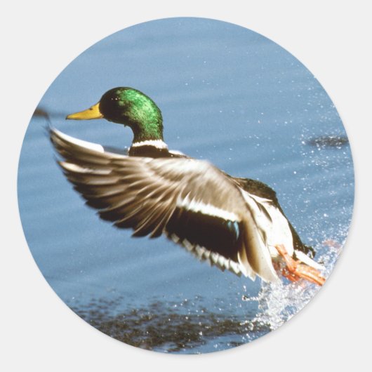 Mallard Drake Duck Runder Aufkleber (Vorderseite)