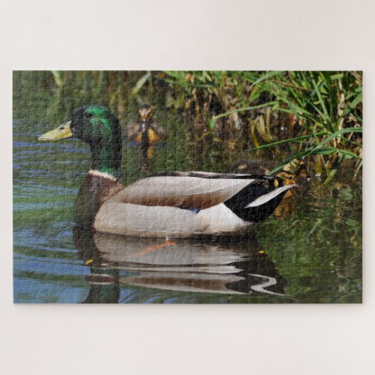 Mallard Drake Ducklings Fotografie Puzzle (Horizontal)