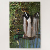 Mallard Drake Ducklings Fotografie Puzzle (Vertikal)