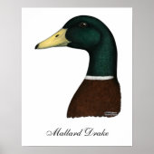 Mallard Drake Head Poster (Vorne)