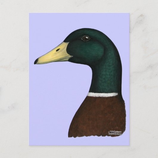 Mallard Drake Head Postkarte (Vorderseite)