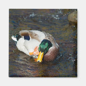 Mallard Drake Magnet (Vorne)
