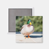Mallard Drake Magnet (Vorderseite/Rückseite)