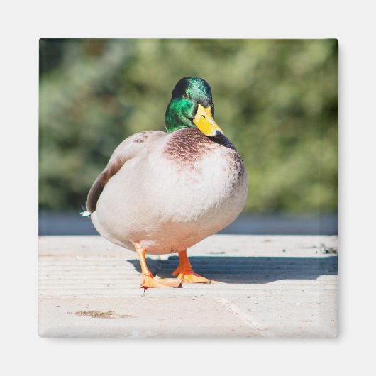 Mallard Drake Magnet (Vorne)