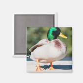 Mallard Drake Magnet (Vorderseite/Rückseite)