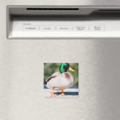 Mallard Drake Magnet (In Situ (Geschirrspüler))
