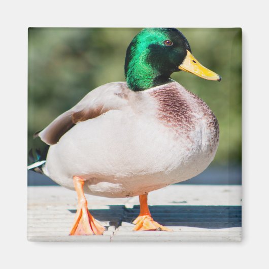 Mallard Drake Magnet (Vorne)