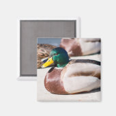 Mallard Drake Magnet (Vorderseite/Rückseite)