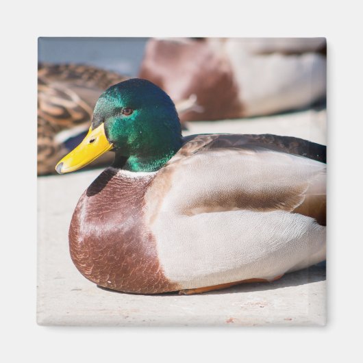 Mallard Drake Magnet (Vorne)