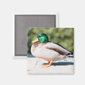 Mallard Drake Magnet (Vorderseite/Rückseite)