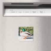 Mallard Drake Magnet (In Situ (Geschirrspüler))