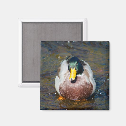 Mallard Drake Magnet (Vorderseite/Rückseite)