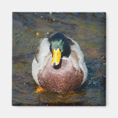 Mallard Drake Magnet (Vorne)