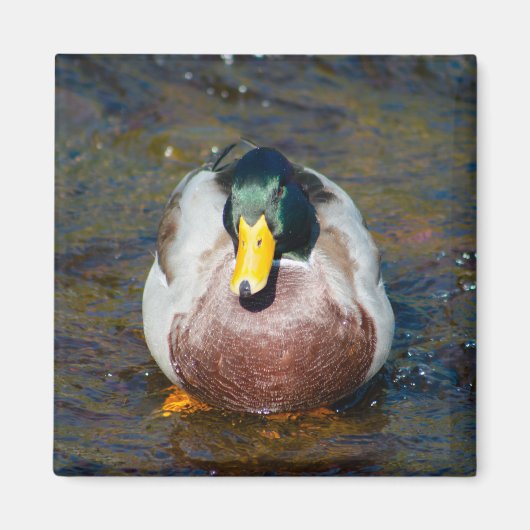 Mallard Drake Magnet (Vorne)