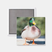 Mallard Drake Magnet (Vorderseite/Rückseite)