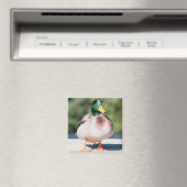 Mallard Drake Magnet (In Situ (Geschirrspüler))